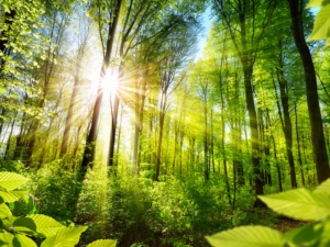 energy beam in forrest